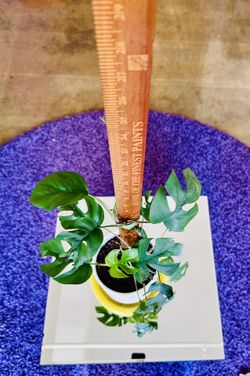 🪴 Monstera Adansonii in 6” Planter (Climbing a Ruler)