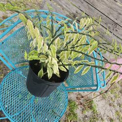 Pretty Well Established Plant 🪴 1 Gallon/Looks Great With Flowering 💐 Plants 💐 
