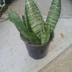 Sanseveris in a gallon container