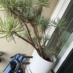 Healthy Succulent- Grows Outdoor With Minimal Maintenance 