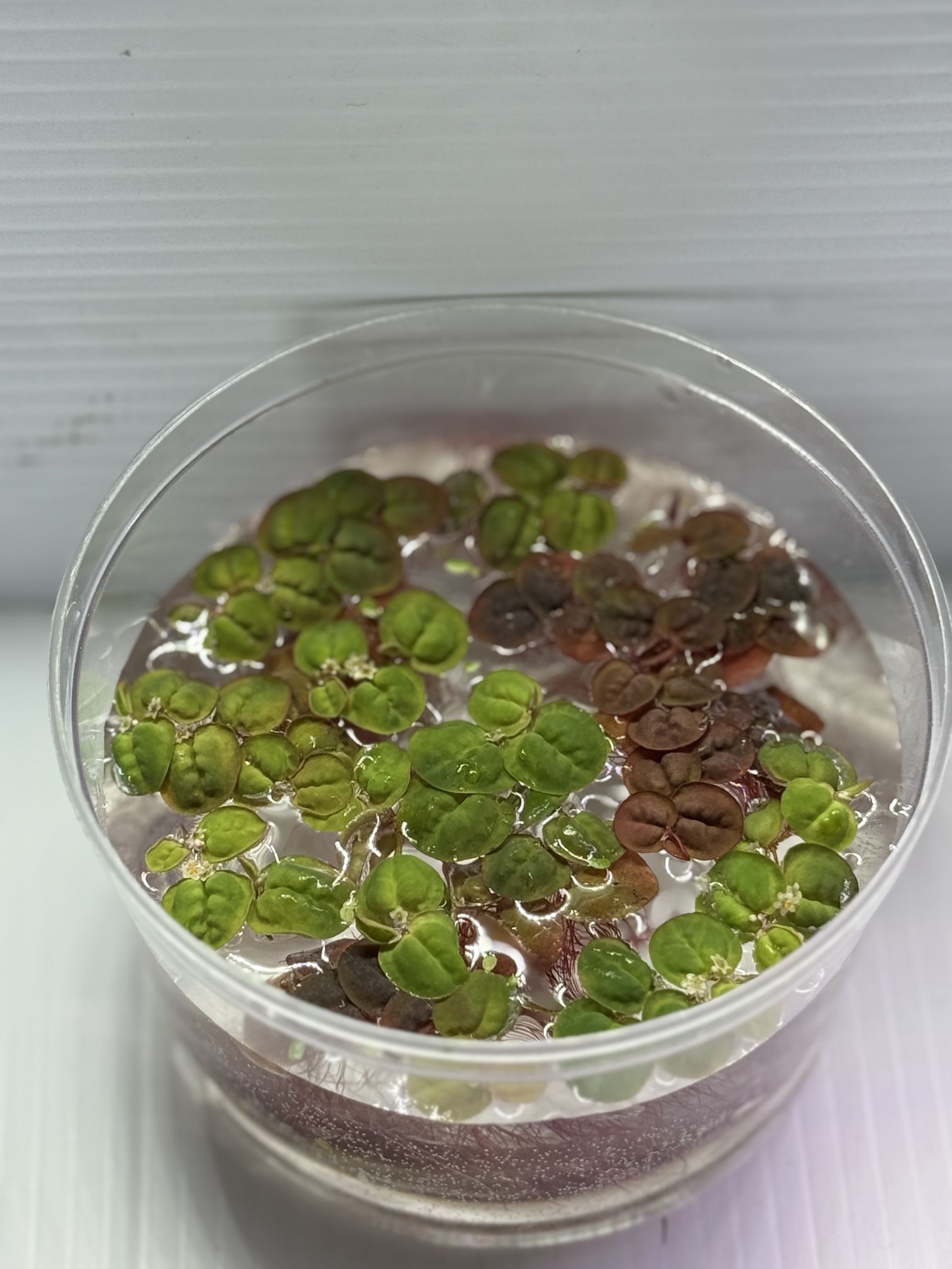 Red Root Floater Aquarium Plant