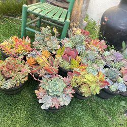 Succulents Arrangements 