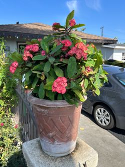 Crown of thorns