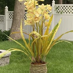 Faux Orchid Plant