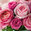 Rosy