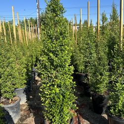 Eugenia Privacy Hedge