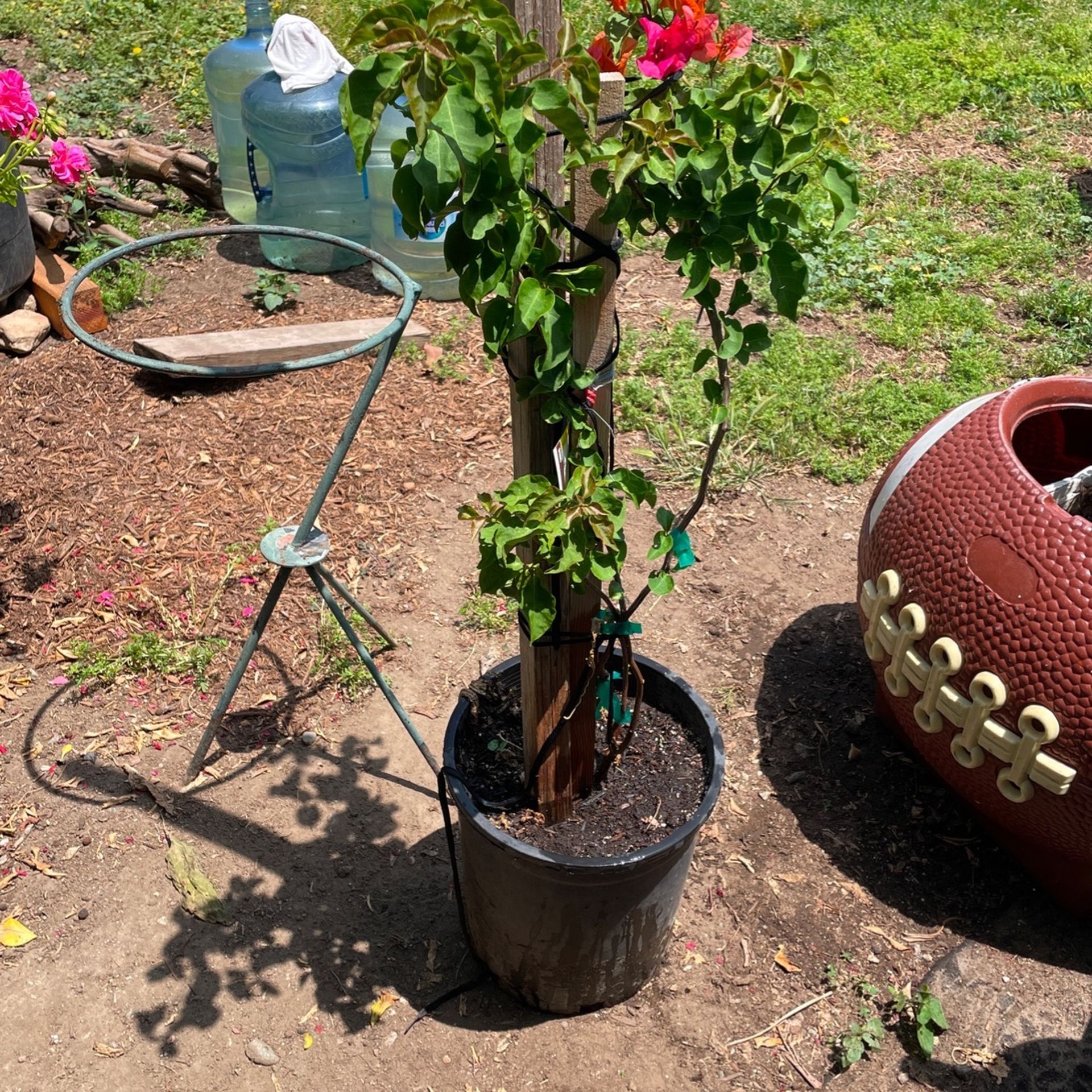 Beranera Bonita Planta