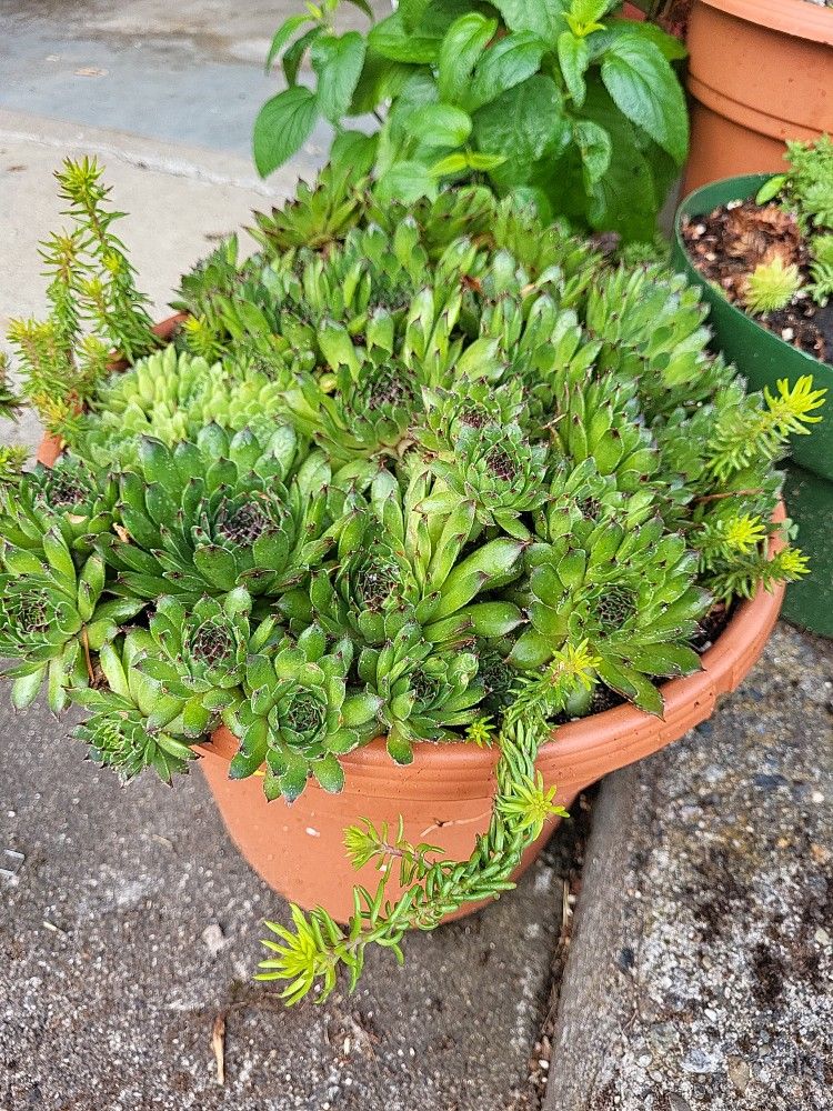 WONDERFUL SEDUM PLANTERS, Save 10 On Each! SALE 8/8-8/12