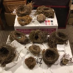 Assortment Of Older Abandoned Bird Nest   Great For Decorating Or Education Use    Price Is For All