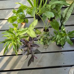#12 Starter Sized Plant Bundle
