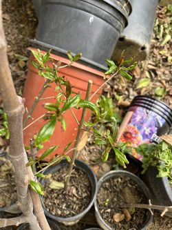 Utah Sweet Pomegranate Tree