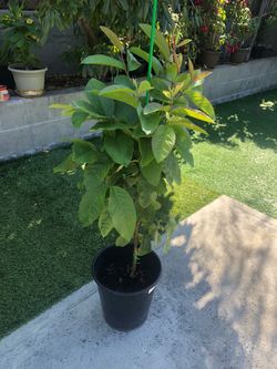 Guava tree