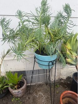 Very big plant