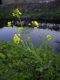 Field Mustard Seeds