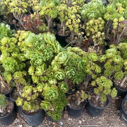 Canary Aeonium