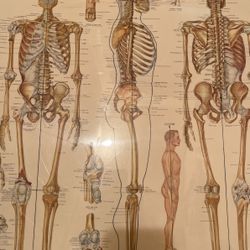 The skeetal system , The nervous system, The muscular  system 