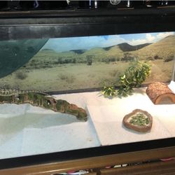 40 Gallon Tank for reptiles 