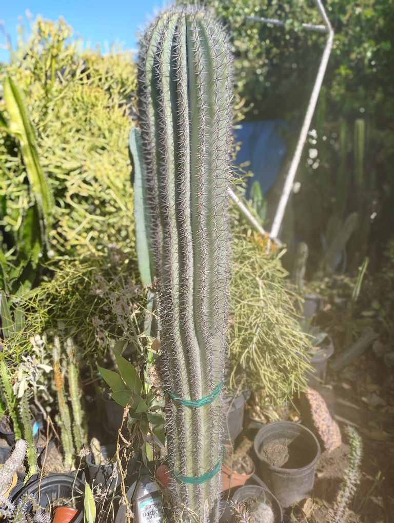 S A G U A R O Cactus Plant