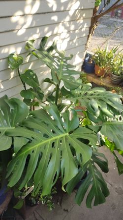 Planta de monstera