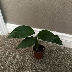 Tropical Plant— Peace Lily