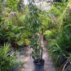 Mast Tree (Polyalthia Longifolia)
