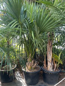 Palm tree 25gal