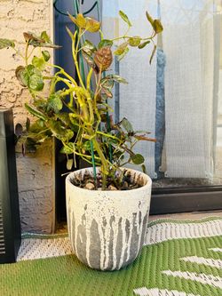 Small Live Health Plant with Pot FREE