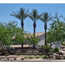 Palms yards