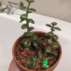 Jade Plant In Small Pot