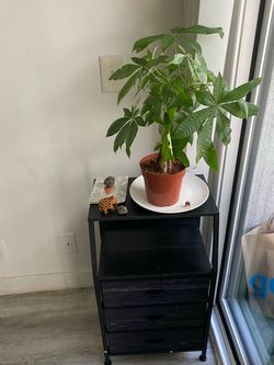 Money Tree Live Indoor Plant