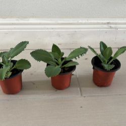 3 Small Mother Of Thousand Plants All 3 For $3