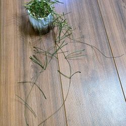 Potted Hoya Retusa LARGE 