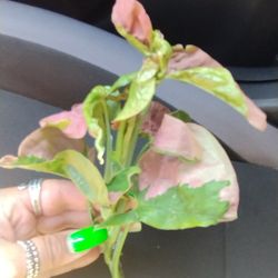 Syngonium Pink Lava 