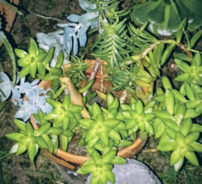 Assorted Succulents In  a Plastic Pot