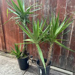 Modern Spineless Yucca Tree Real Living House Plant Green