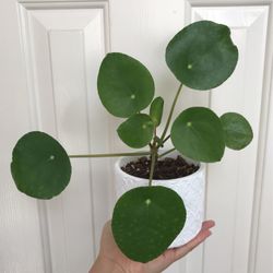 Beautiful Pilea Plant With Pot