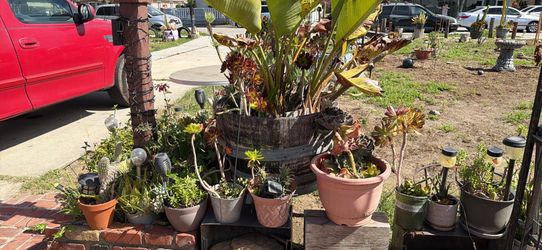 Plants and more
