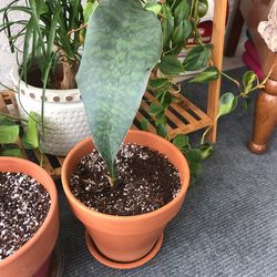 Sansevieria Whale Fin
