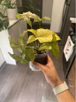 Syngonium Milk Confetti