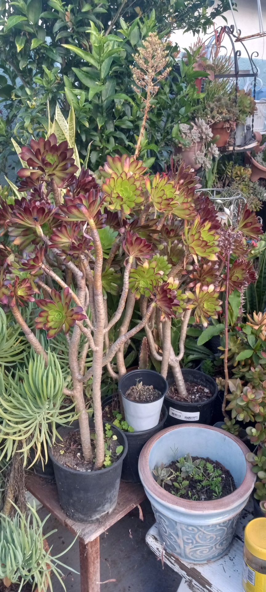 Una Linda Planta Suculenta