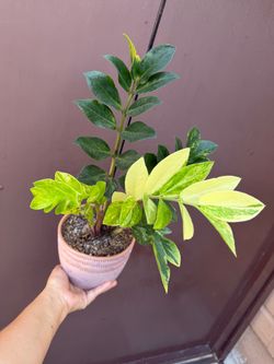 6” xl variegated zz plant w/ multiple plants
