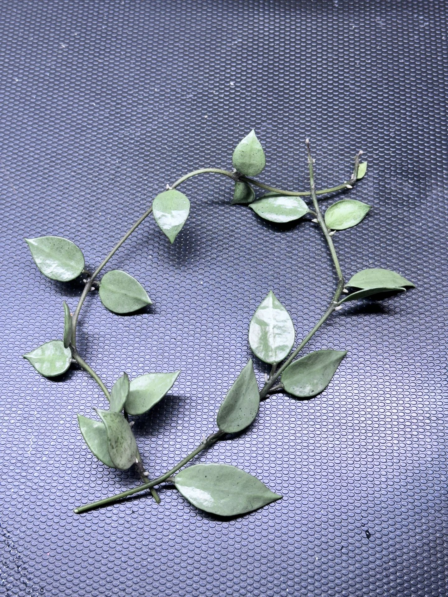 Hoya Lacunosa Louisa’s Silver