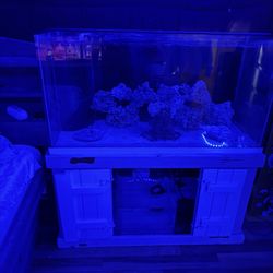 Fish Tank