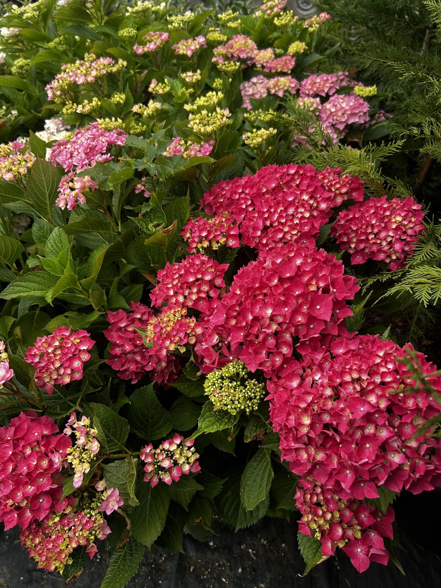 Hydrangeas