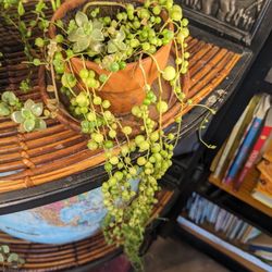 Indoor Succulents