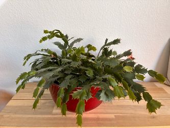 Christmas Cactus in Red Pot