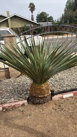 Large Mature  plant