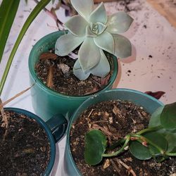 Spider, Succulent, & Pothos 