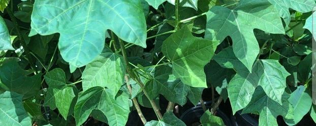 Planta Chaya, para la anemia y Diabetis y el cholesterol tiene muchisimos bebeficios. Para la salud, uso diario remedio natural Te!🪴🌿🍃