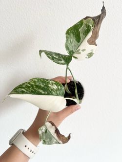 Half moon Albo monstera